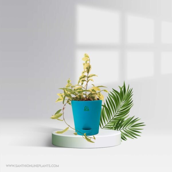 Perfect Ficus Plants Combo