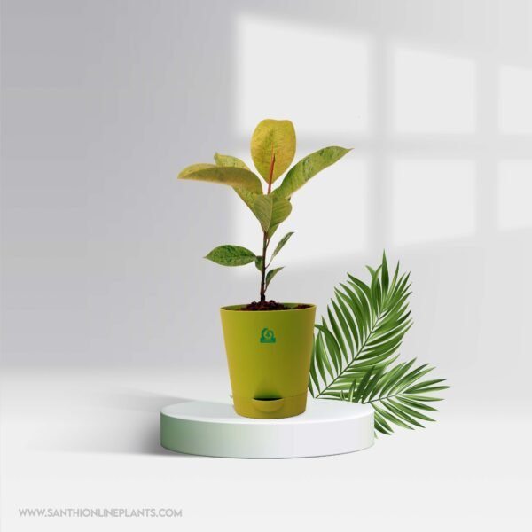 Perfect Ficus Plants Combo