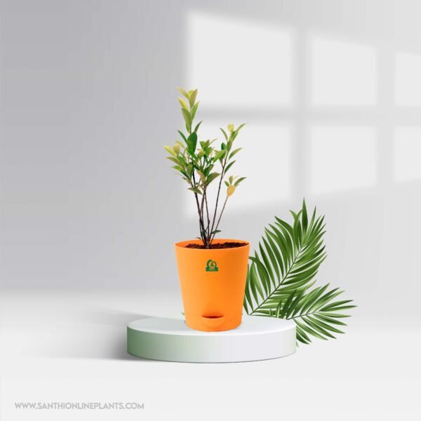 Perfect Ficus Plants Combo