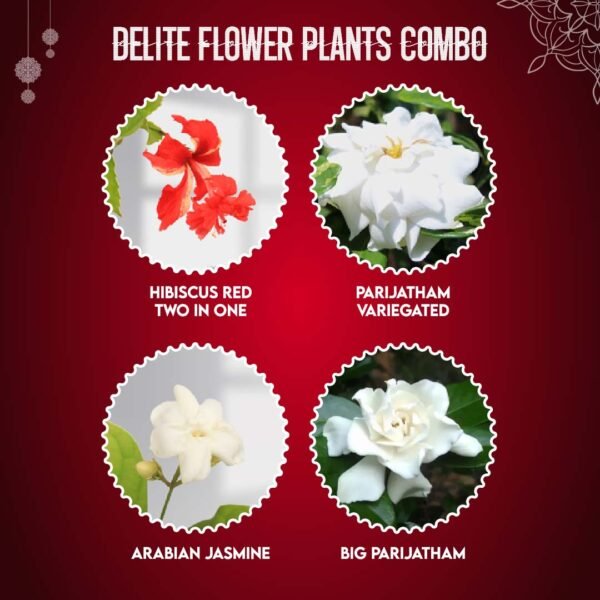 Delite Flower Plants Combo