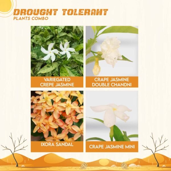 Drought Tolerant Plants Combo