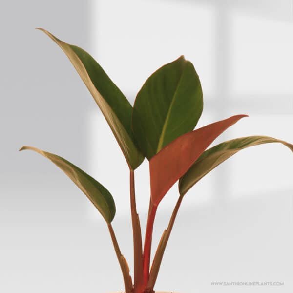 Philodendron Congo Red Pot Plant