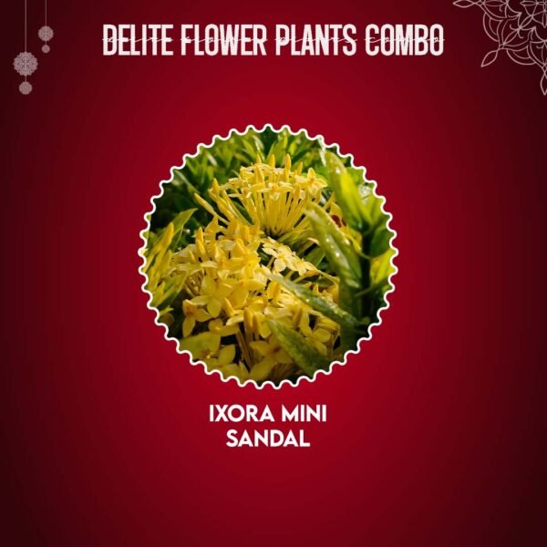Delite Flower Plants Combo