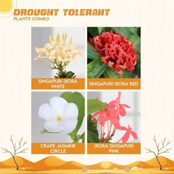 Drought Tolerant Plants Combo