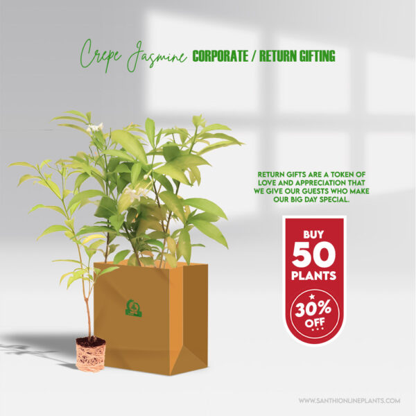 Crepe Jasmine Plants Corporate Gifts