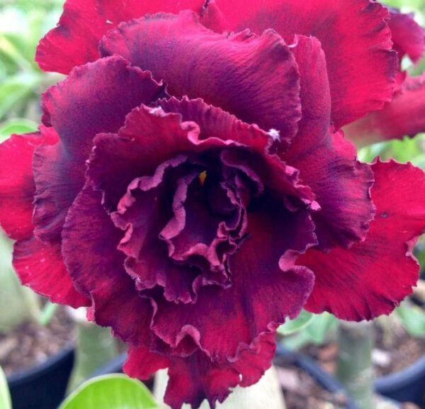 Adenium Secret