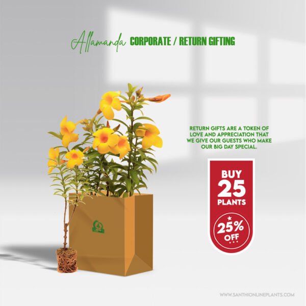 Allamanda flower plant​ for return gifts