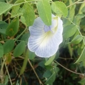 Shankupushpi Sky Blue Seeds