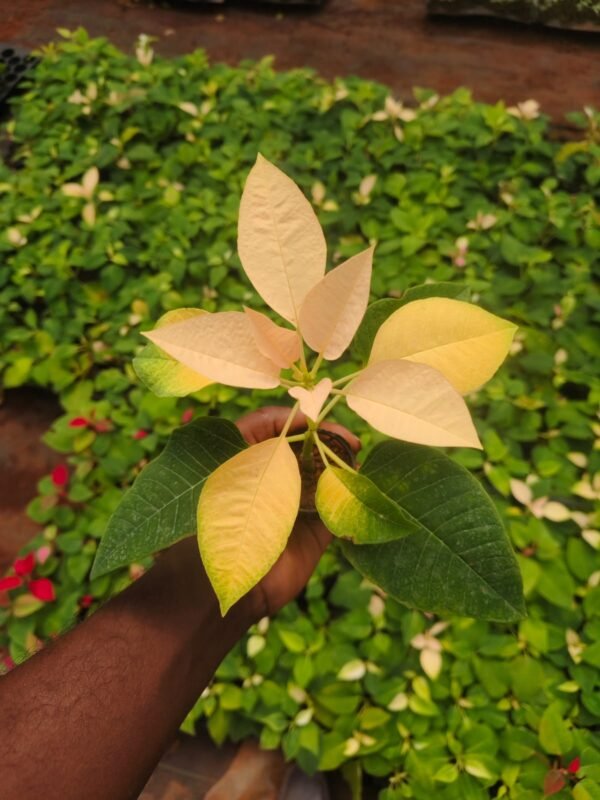 Poinsettia yellow plant