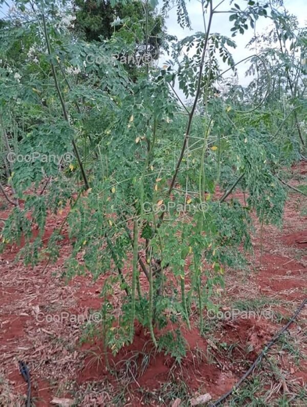 Annual moringa seeds (chedi murungai)