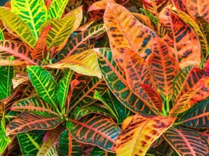 Petra croton plant