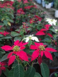 Poinsettia pink plant