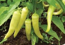 Capsicum annuum scientific name