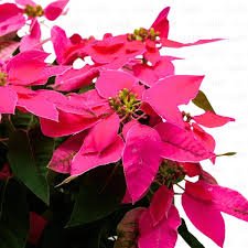 Poinsettia pink plant