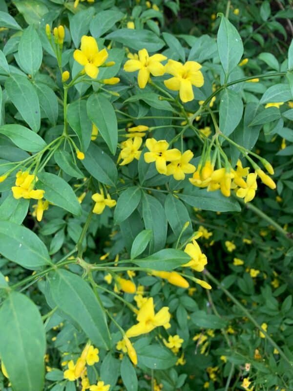 Yellow jasmine flower