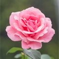 Flowering Plants