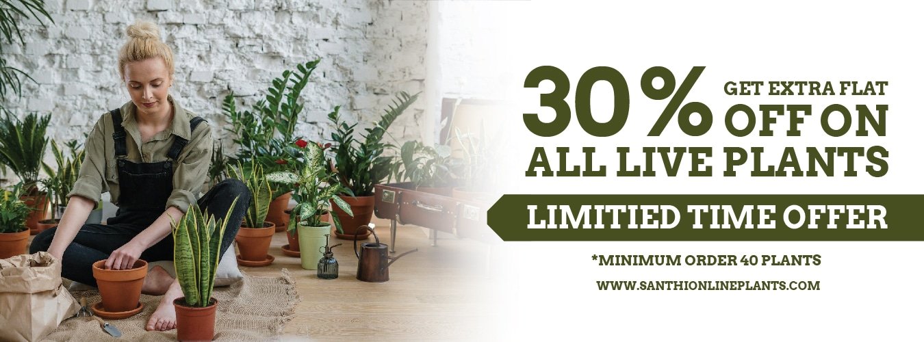Get Extra 30% Cart Discount for all Live Plants