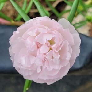 Portulaca pinkish white plant