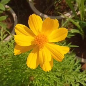 Yellow Cosmos Flower