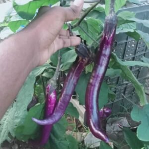 Pack of three chinese string brinjal seedlings