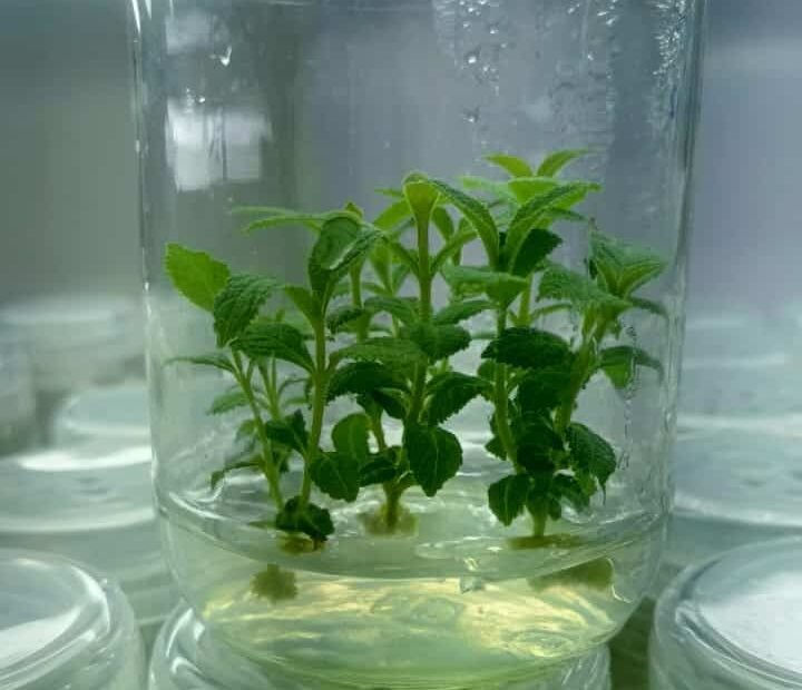 Tissue Culture Plants