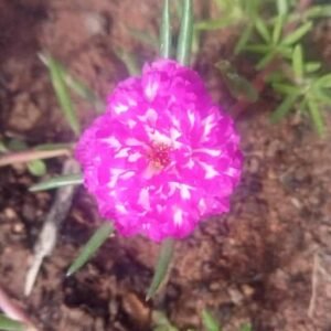 table rose plant