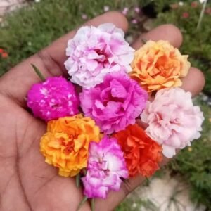 Double shade portulaca cuttings combo