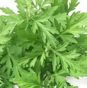 Artemisia vulgaris